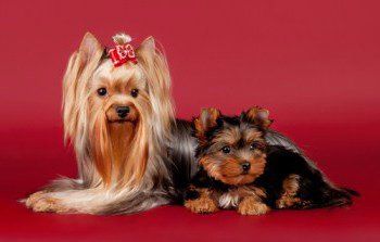 Yorkshire Terrier adult and puppy